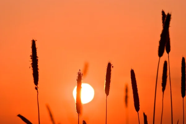 Orelhas em um fundo por do sol — Fotografia de Stock