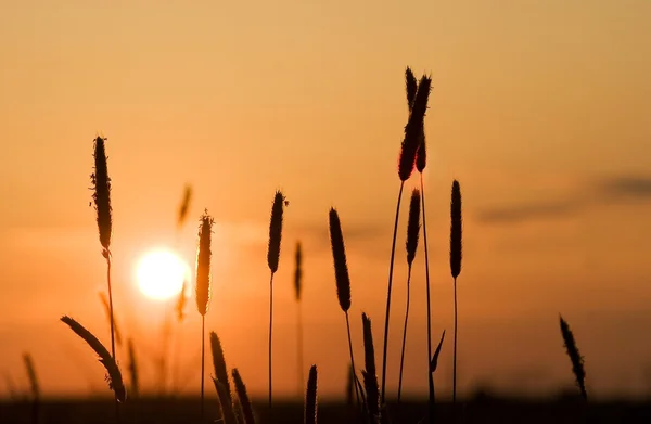 Величний захід сонця в степу — стокове фото