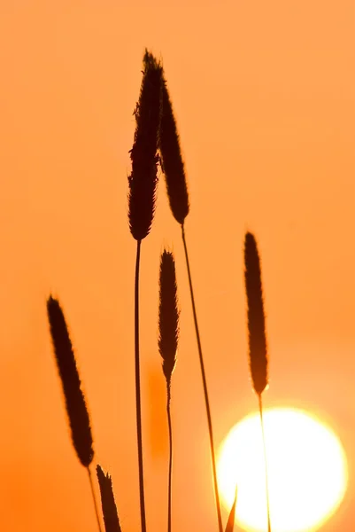 Oren van tarwe door een zonsondergang — Stockfoto