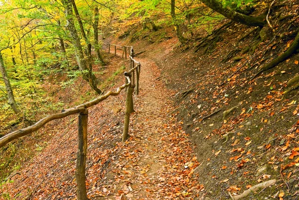 Route dans une forêt d'automne — Photo