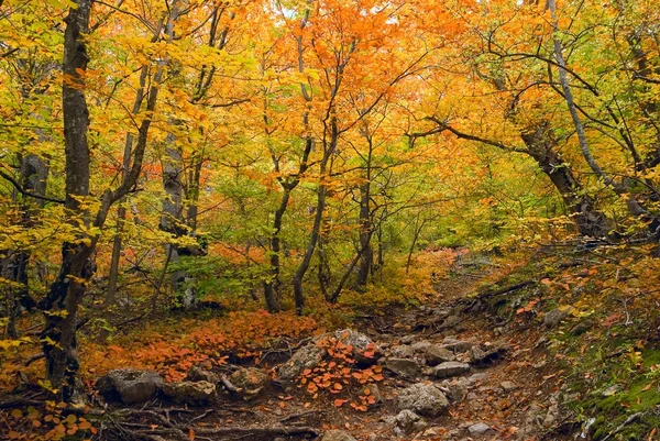 Красный осенний лес — стоковое фото