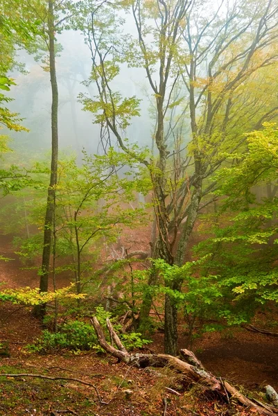 Bosque de otoño tranquilo en una niebla —  Fotos de Stock