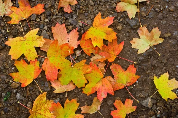 Varicoloured autumn leaves background — Stock Photo, Image