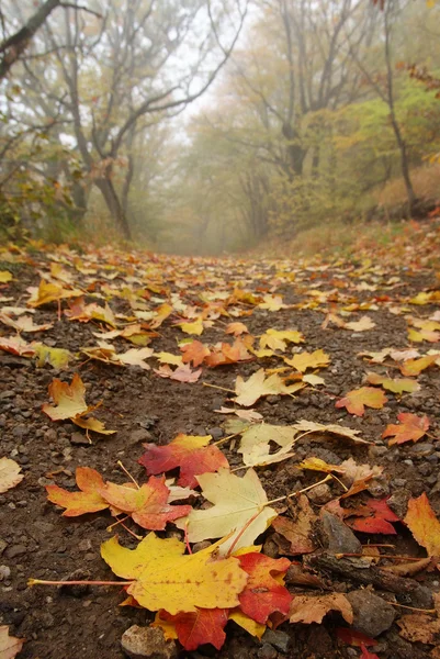 Folha vermelha em uma estrada em uma floresta de outono — Fotografia de Stock