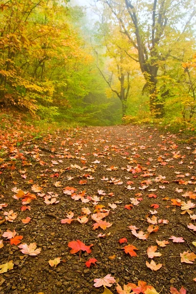 Bosque de otoño tranquilo en una niebla — Foto de Stock