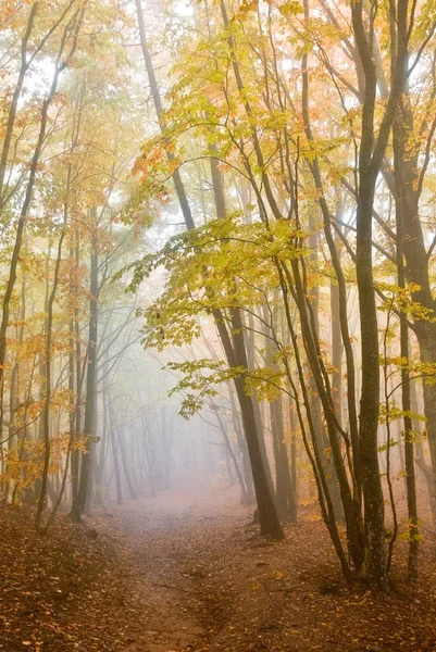 Floresta de outono amarela nebulosa — Fotografia de Stock