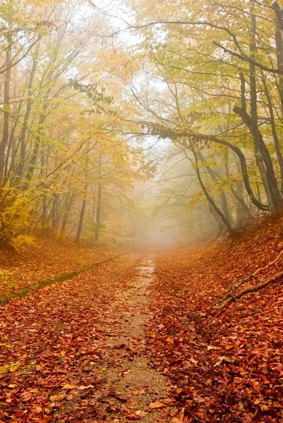 秋の森の赤い落ち葉 — ストック写真