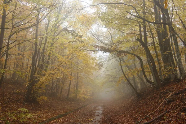 Misty road in a autumn park — Stock Photo, Image