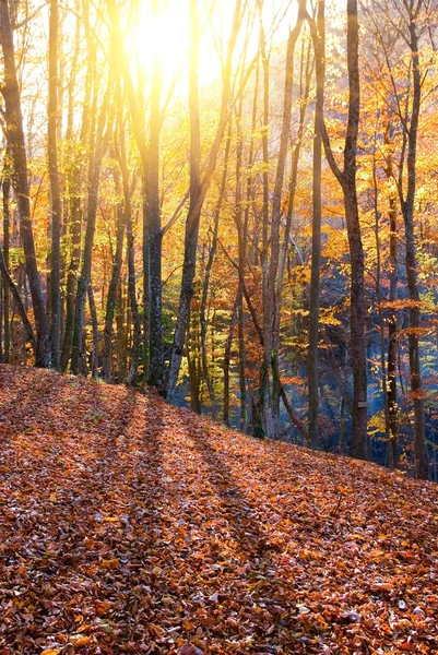 Wunderschöner Herbstwald unter der Sonne — Stockfoto