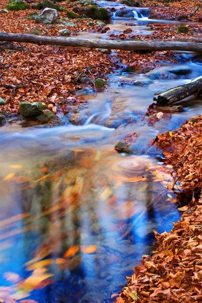 stock image Small blue puddle in a autumn forest