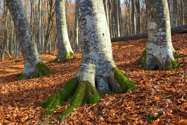 Яркий осенний буковый лес — стоковое фото