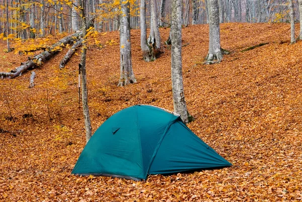 Green touristic tent in a autumn forest — Stock Photo, Image