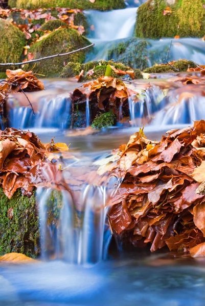 Zbliżenie niewielkiego potoku wśród liści jesienią — Zdjęcie stockowe