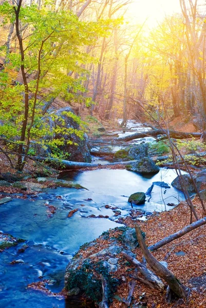 stock image Blue river in a autumn forest by a summer day