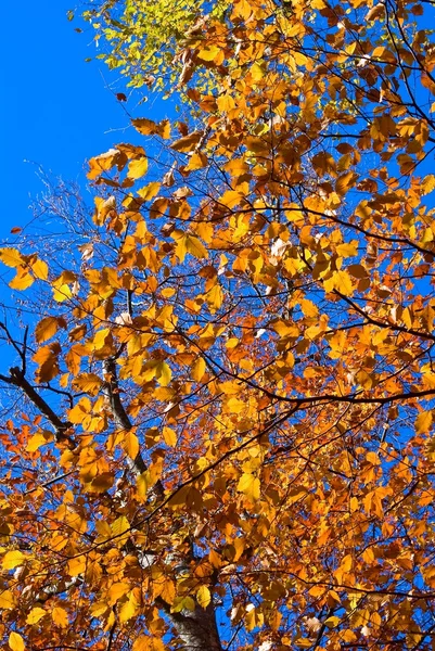 Corona de árbol de otoño en un cielo azul — Foto de Stock