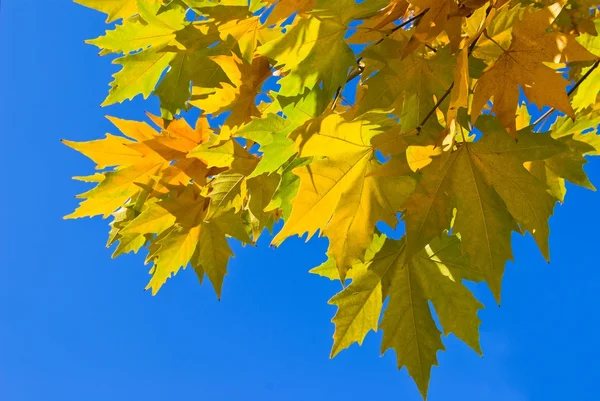 Платан Осіннє листя на фоні синього неба — стокове фото