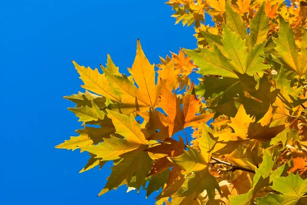 Золоте осіннє листя на фоні блакитного неба — стокове фото
