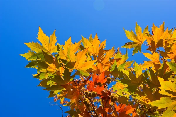 赤い秋プラタナスの葉 — ストック写真