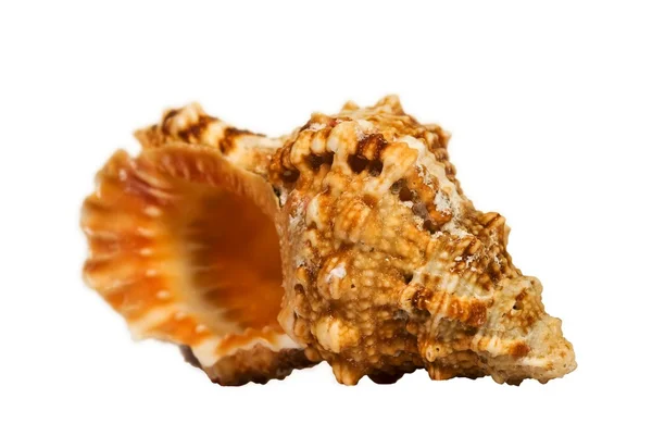 Conchiglia marina contorta su sfondo bianco — Foto Stock
