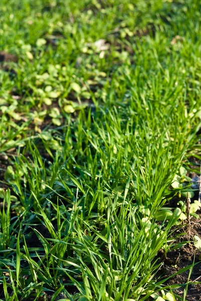 Primo piano grano verde — Foto Stock