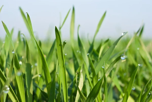 Primer plano hierba verde en una gota — Foto de Stock