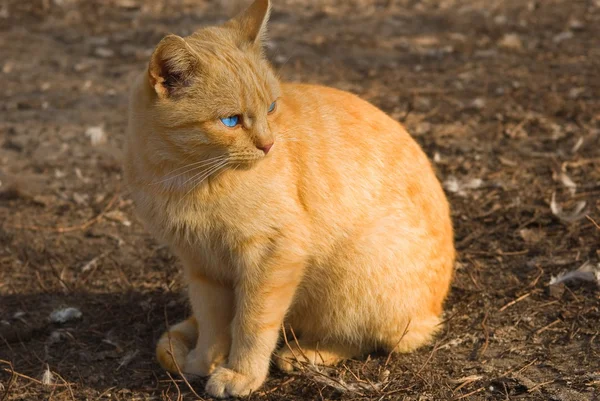 Schöne gelbe Katze — Stockfoto