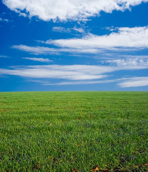 Зеленое поле под небом и облаками — стоковое фото