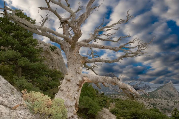 Robustní suchý strom na svahu hory — Stock fotografie