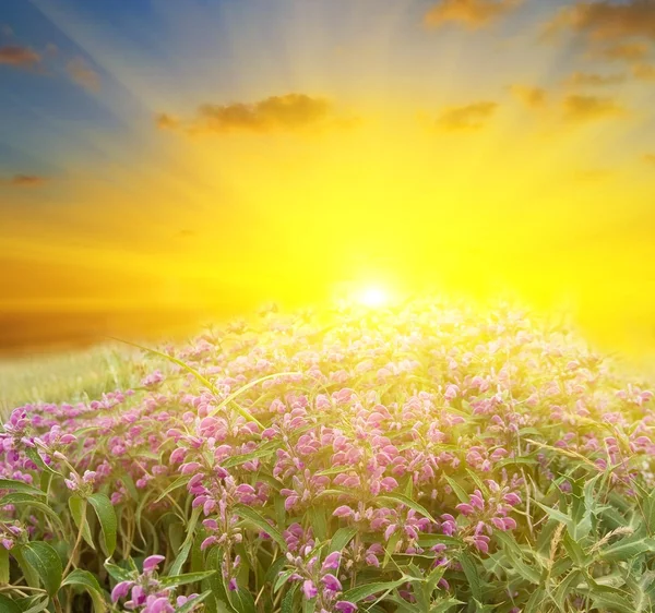 草原鲜花在闪光太阳的光线 — 图库照片