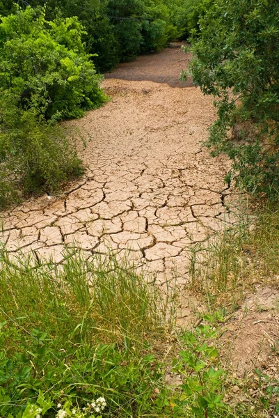 stock image Dry cracked earth in a forest