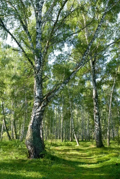 Birch grove by a summer day — Stock Photo, Image