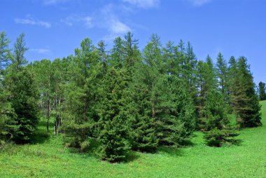 Green spring pine tree forest clipart