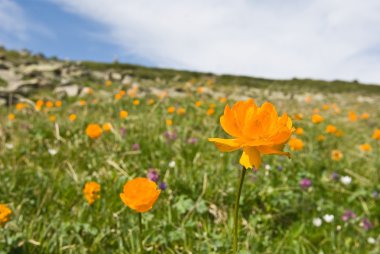 alp alanlardaki turuncu çiçekler