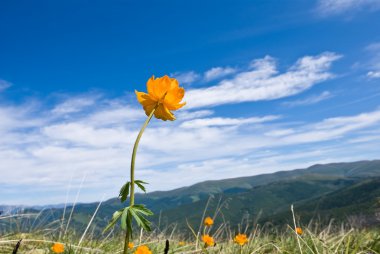 Beautiful flowers in a alpine meadow clipart