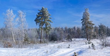 Winter forest panorama clipart