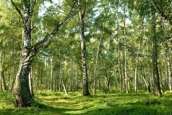 Groene berk grove — Stockfoto
