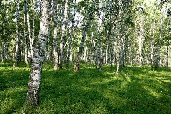 Spring birch forest — Stock Photo, Image