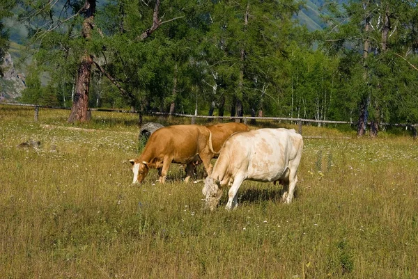 Krávy na pastvině — Stock fotografie