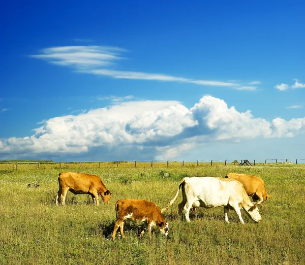 Rinder auf einer Weide — Stockfoto