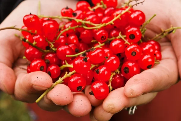 stock image Hands complete currants