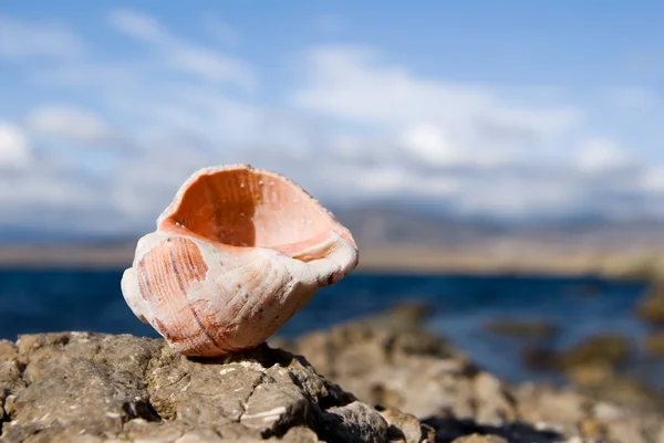 Deniz kabuğu üzerine bir stone — Stok fotoğraf