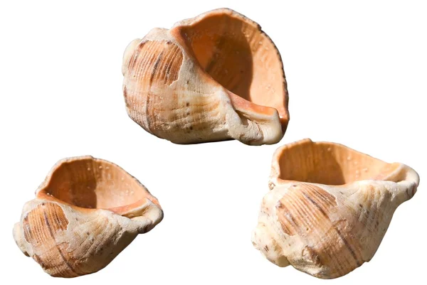 Três conchas em um fundo branco — Fotografia de Stock