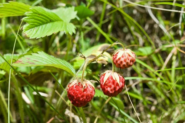 Berries of strawberry — Stock Photo, Image