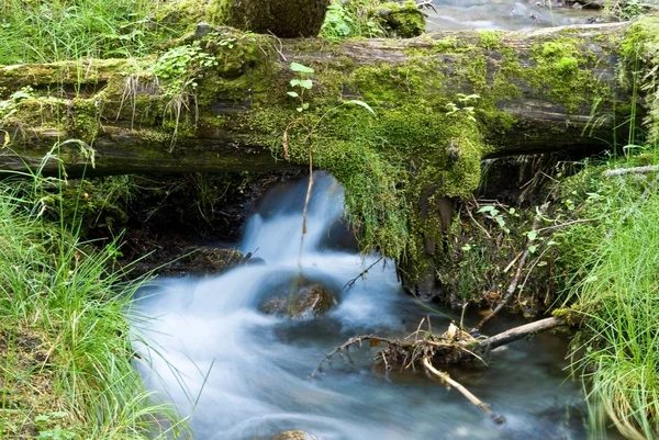 Fallna träd i en flod — Stockfoto