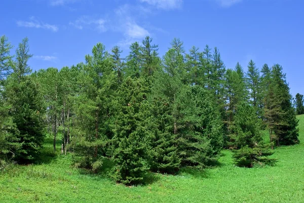 stock image Green spring pine tree forest