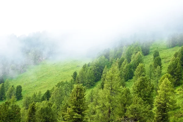 松树树森林在雾中 — 图库照片