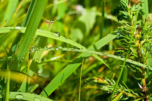 Hierba verde después de una lluvia —  Fotos de Stock