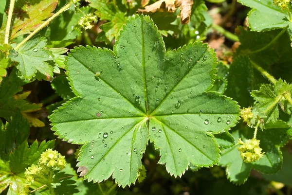 stock image Green leaf in a drops