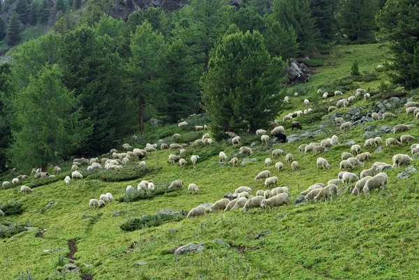 Stado owiec w górskim lesie — Zdjęcie stockowe