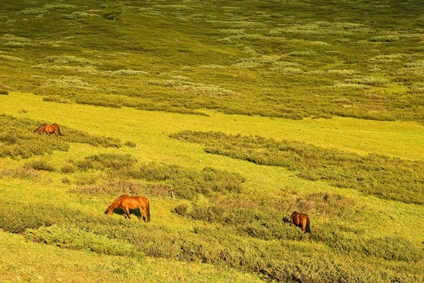 Konie na polu — Zdjęcie stockowe